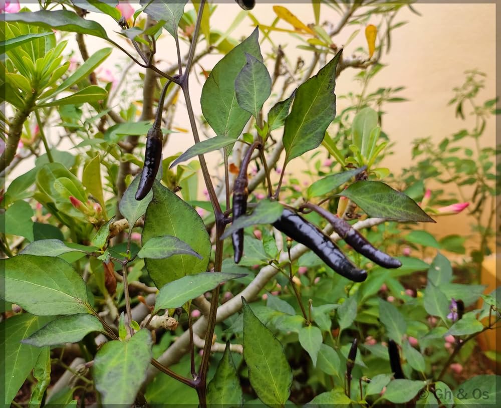 Royal - Black for planting in home garden